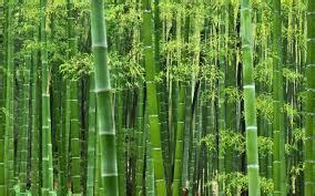 bamboo意思|bamboo中文，bamboo的意思，bamboo翻譯及用法